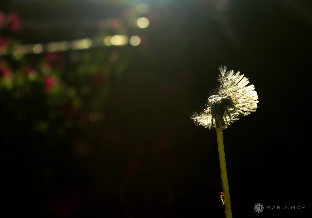 Dandelion_2016_lowress