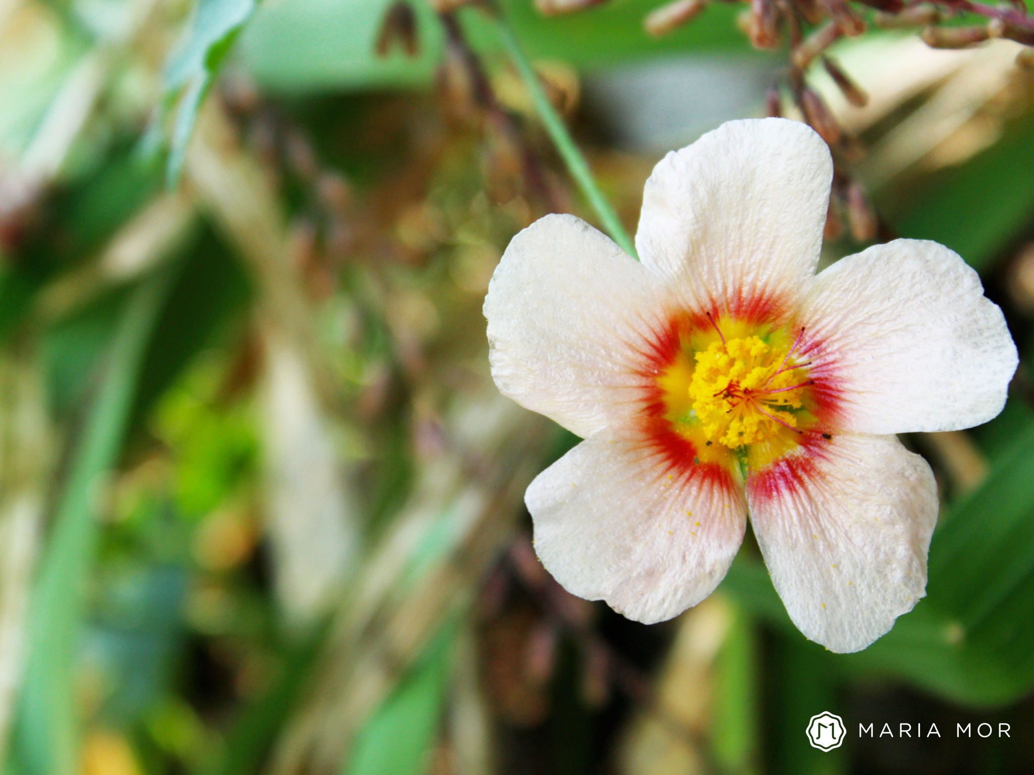 Be Outside The Paradigm, White flower